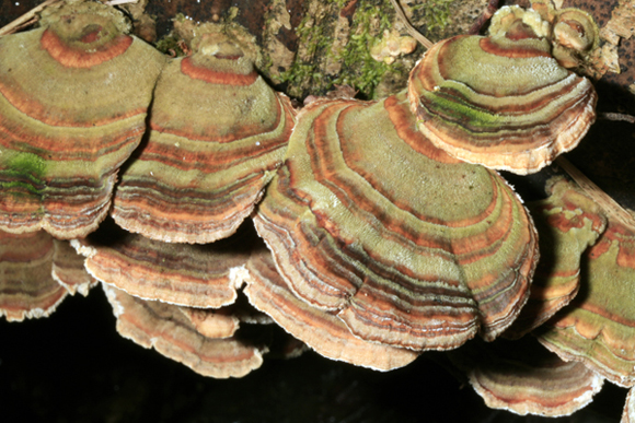 Passeggiata nelle forre